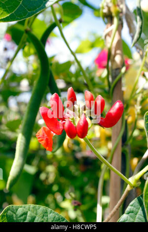 Haricot d'Empereur - Haricots rouge à maturité et de plus en plus de nouvelles têtes de fleurs en attente d'être pollinisées Banque D'Images