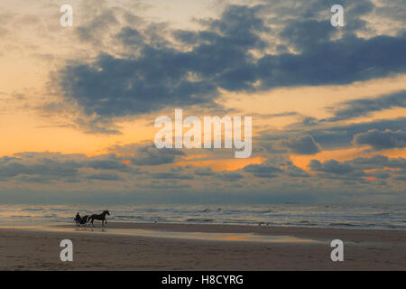 Cheval et chariot en solo sur la plage au coucher du soleil à Katwijk aan Zee, Hollande méridionale, Pays-Bas. Banque D'Images