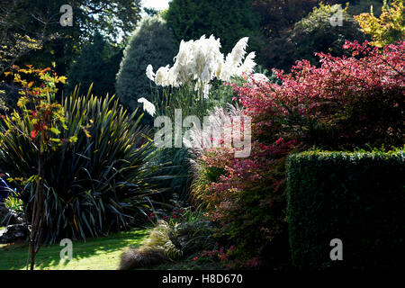 L'herbe de la pampa à la Preston Park Rock Gardens à Brighton UK Banque D'Images