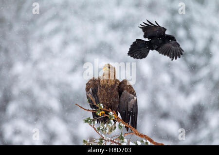 Pygargue à queue blanche (Haliaeetus albicilla) juvénile et le corbeau (Corvus corax) volant au-dessus des chutes de neige durant l'hiver Banque D'Images