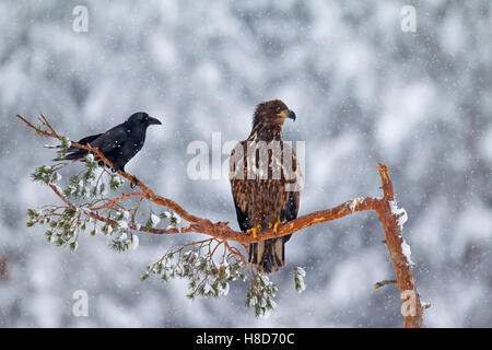 Les jeunes pygargues à queue blanche / Sea Eagle (Haliaeetus albicilla) et du corbeau (Corvus corax) perché dans l'arbre lors de chutes de neige en hiver Banque D'Images