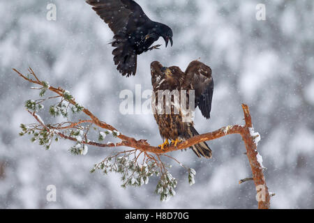 Grand corbeau (Corvus corax) mobbing pygargue à queue blanche / L'aigle de mer / erne (Haliaeetus albicilla) perché dans l'arbre pour mineurs en hiver Banque D'Images