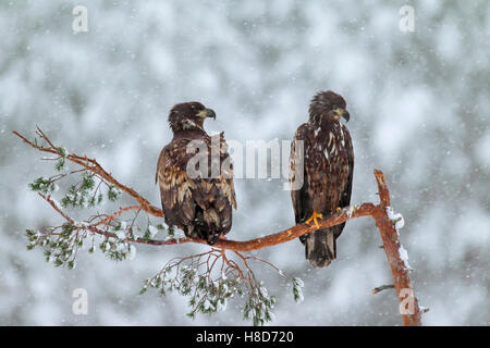 Deux jeunes les pygargues à queue blanche / blanc / d'Ernes pygargues à queue blanche (Haliaeetus albicilla) perché dans l'arbre lors de chutes de neige en hiver Banque D'Images