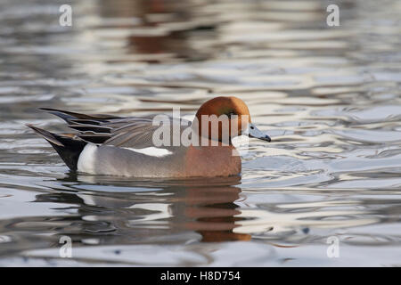 Le Canard siffleur Canard siffleur Canard / / Mareca (Anas penelope penelope) masculin natation dans l'étang en hiver Banque D'Images