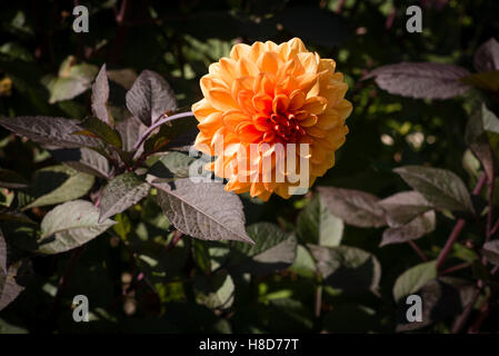 David Howard Dahlia floraison en octobre au Royaume-Uni Banque D'Images