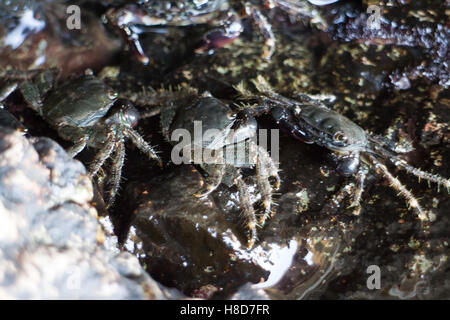 La vie publique (partie) concept. Les crabes de cluster avec les jambes sur le bord de mer Banque D'Images