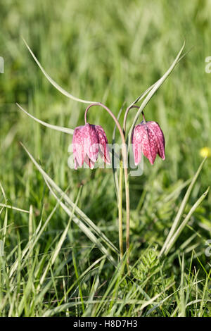 Deux Serpents Head fritillary (Fritillaria meleagris) fleurs dans un champ Banque D'Images