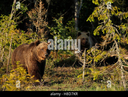 Deux d'eurasie des Ours bruns (Ursus arctos arctos) à Kuusamo en Finlande, près de la frontière russe. Banque D'Images