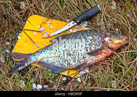 Nettoyage du poisson dans la nature (chariot de cuisine, cuisine de campagne). La préparation des aliments. Pêcheur nettoie la brème fraîchement pêchés pour la soupe de poisson (b Banque D'Images