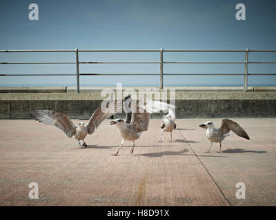 Prom plaisir photo de mouettes arguant sur la promenade de Blackpool sur une journée d'été Banque D'Images