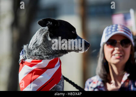 Prescott, USA. 10 Nov, 2016. Prescott, Arizona, USA - Le 11 novembre 2016:Il porte un bandana rouge blanc et bleu comme un spectateur à Anciens Combattants day parade Crédit : Pamela Au/Alamy Live News Banque D'Images