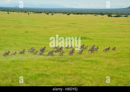 Troupeau de zèbres courir partout dans les plaines de la steppe Masaï, Tanzanie (vue aérienne) Banque D'Images