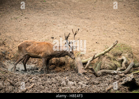 Red Deer stag cervus elaphus prend un bain de boue pour se rafraîchir sur l'automne automne jour Banque D'Images