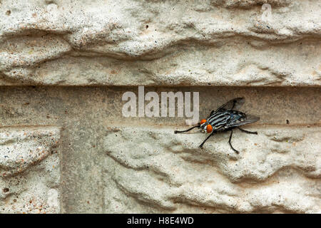 Close up d'insectes Mouche perché sur mur en béton texturé à motifs et Banque D'Images