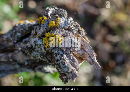 FORET DE STE BAUME, LICHEN, VAR 83 FRANCE Banque D'Images