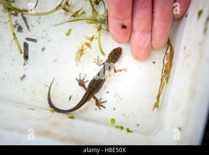 Un bon Newt capturés par les enfants de l'étang de jardin communautaire Golden Hill à Bristol, Royaume Uni Banque D'Images