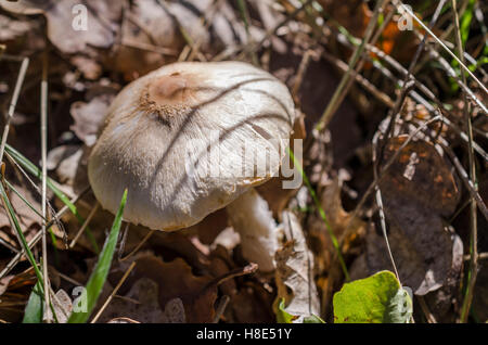 FORET DE STE BAUME, CHAMPIGNONS, VAR 83 FRANCE Banque D'Images