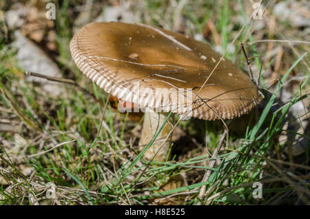 FORET DE STE BAUME, CHAMPIGNONS, VAR 83 FRANCE Banque D'Images