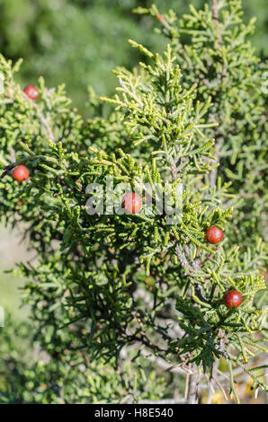 FORET DE STE BAUME, GENEVRIER DE PHENICEI, VAR 83 FRANCE Banque D'Images