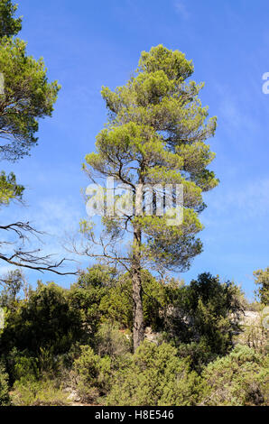 FORET DE STE BAUME, PIN SYLVESTRE, VAR 83 FRANCE Banque D'Images