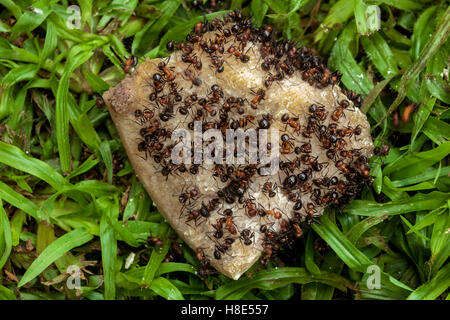 Close up d'essaims de fourmis manger jetés os allongé sur la pelouse verte humide Banque D'Images