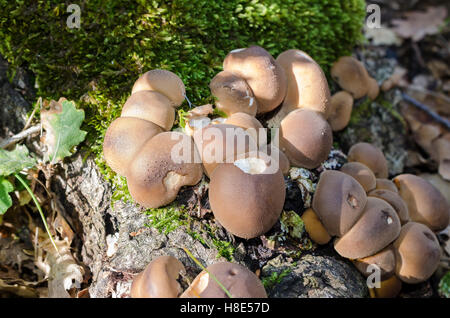 FORET DE STE BAUME, CHAMPIGNONS DE SOUCHE, VAR 83 FRANCE Banque D'Images