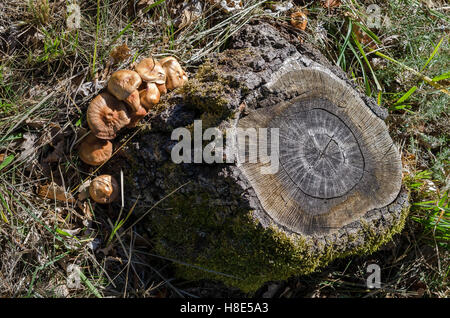 FORET DE STE BAUME, SOUCHE, VAR 83 FRANCE Banque D'Images