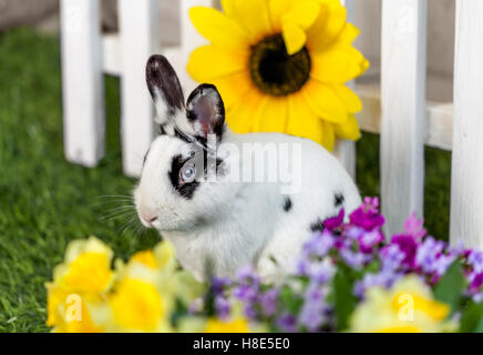 Le noir et blanc lapin assis sur l'herbe dans le jardin de fleurs Banque D'Images