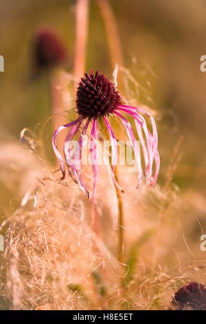 Echinacea pallida et Stipa tenuissima. Champ Oudolf, Hauser & Wirth, Bruton, Somerset, Royaume-Uni. Septembre. Banque D'Images