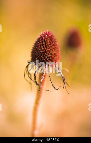 Echinacea pallida, champ Oudolf, Hauser & Wirth, Bruton, Somerset, Royaume-Uni. Designer Piet Oudolf. Septembre - Octobre. Banque D'Images