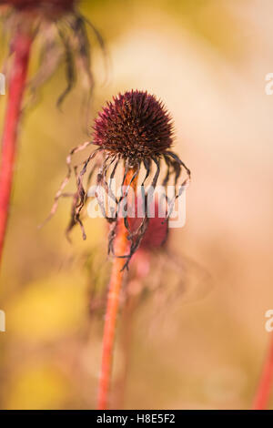 Echinacea pallida, champ Oudolf, Hauser & Wirth, Bruton, Somerset, Royaume-Uni. Designer Piet Oudolf. Septembre - Octobre. Banque D'Images