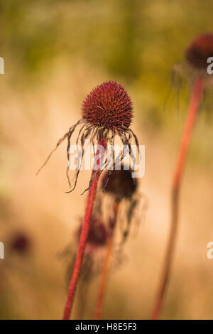 Echinacea pallida, champ Oudolf, Hauser & Wirth, Bruton, Somerset, Royaume-Uni. Designer Piet Oudolf. Septembre - Octobre. Banque D'Images