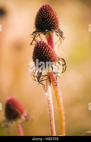 Echinacea pallida, champ Oudolf, Hauser & Wirth, Bruton, Somerset, Royaume-Uni. Designer Piet Oudolf. Septembre - Octobre. Banque D'Images