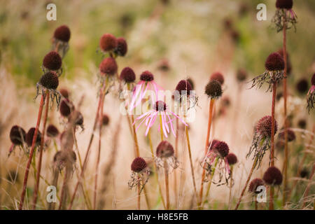 Echinacea pallida et Stipa tenuissima. Champ Oudolf, Hauser & Wirth, Bruton, Somerset, Royaume-Uni. Designer Piet Oudolf. Banque D'Images