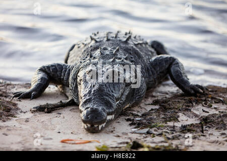 Une grande et potentiellement dangereux crocodile se hisse sur un lagon peu profond au large de la côte du Belize. Banque D'Images