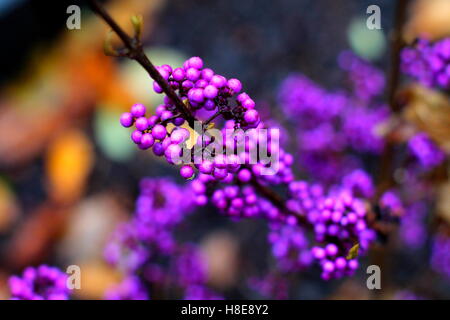 Callicarpa (Lamiaceae) Violet de baies. Purple beautyberry. Banque D'Images