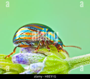 La chrysomèle du romarin Chrysolina Americana. Banque D'Images