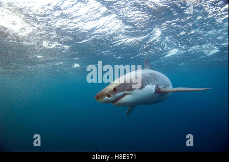 Grand Requin Blanc Banque D'Images