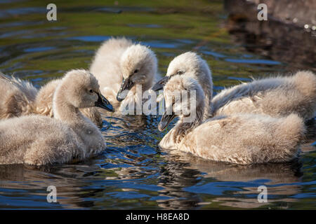 Cygne noir (Cygnus atratus) cygnets alimentation. The Black Swan est l'un des oiseaux les plus connus. Banque D'Images