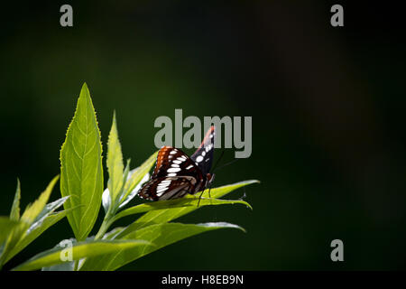 Papillon amiral de Lorquin dans le jardin Banque D'Images