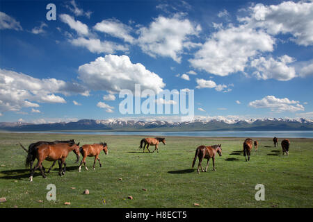 Kirghizistan - chevaux au lac Song Kol - Voyage d'habitants de l'Asie centrale Banque D'Images