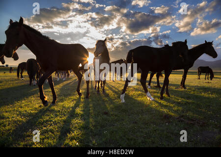 Kirghizistan - chevaux par le coucher du soleil au lac Song Kol Banque D'Images