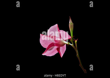 Gros plan couleur Rose pastel fleur de la Vine Mandevilla isolé fleur fond noir, jardins pastel, 2,07 MB 300ppi Banque D'Images