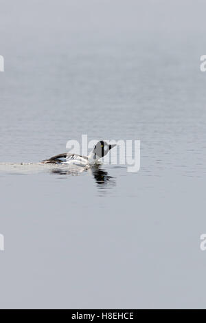 ( Goldeneye Bucephala clangula ), homme en robe de reproduction, natation, une cour sur un lac, sur la distance, la Suède, la Scandinavie. Banque D'Images