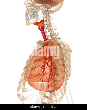 Les poumons, la trachée et le skeleton. Illustration 3D précis médicalement Banque D'Images