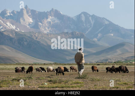 Un garçon prend ses chèvres paître dans la province de Bamiyan, en Afghanistan, en Asie Banque D'Images