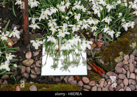 Perce-neige Galanthus nivalis (commune) en réflexion dans un miroir Banque D'Images