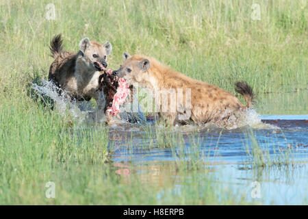 L'Hyène tachetée (Crocuta crocuta) deux adultes, les combats pour l'alimentation en eau, Maasai Mara national reserve, Kenya Banque D'Images