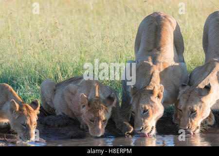 Lion (Panthera leo) fierté de boire à un point d'eau dans le Masai Mara National Reserve, Kenya Banque D'Images