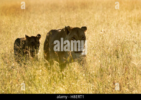 Lion (Panthera leo) adulte de sexe féminin et cub marche sur savanna au lever du soleil, Masai Mara, Kenya Banque D'Images